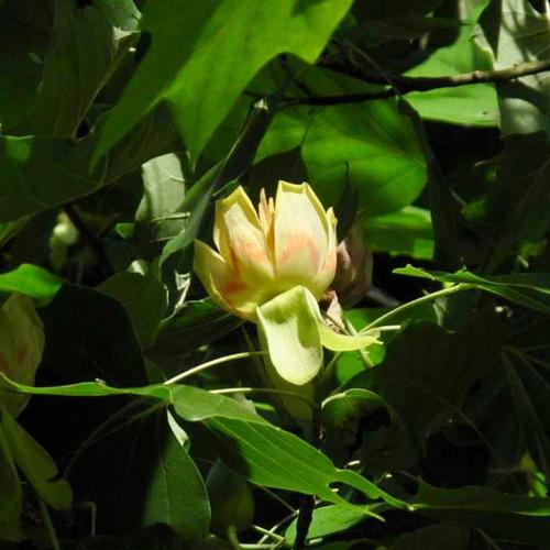 Lyricky lyrovitý liriodendron