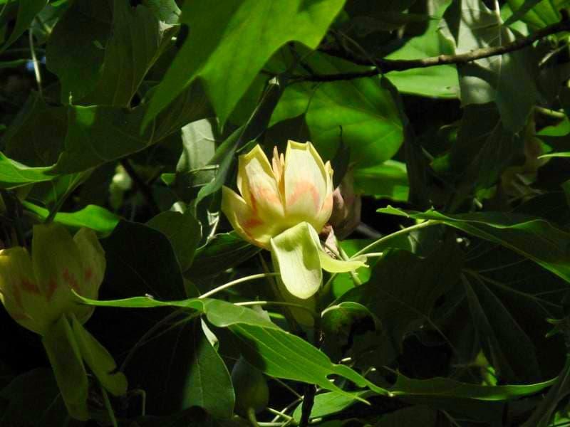 Lyricky lyrovitý liriodendron