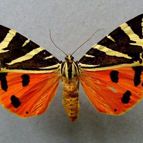 Hanácká Bystřice – Údolí motýlů